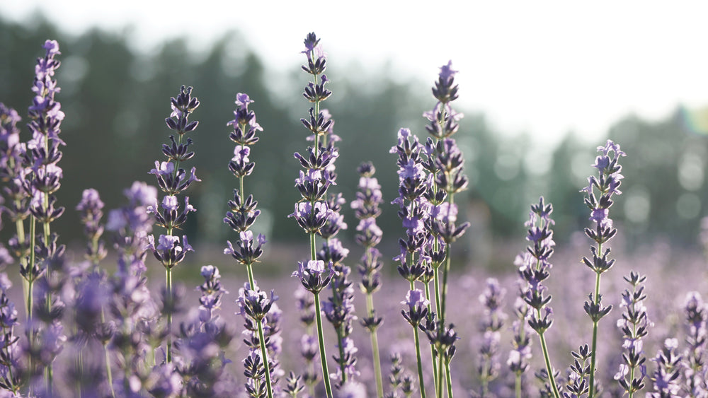 Four Benefits of Healing Lavender